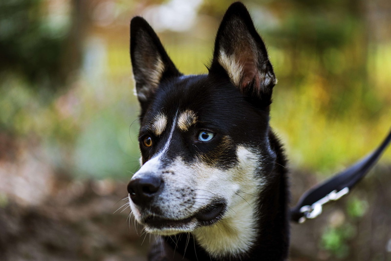 sunny, no people, woke up, siberian husky, young dog, focus on foreground, sled dog, animal themes, domestic animals, vertebrate, awakened, standing, looking away