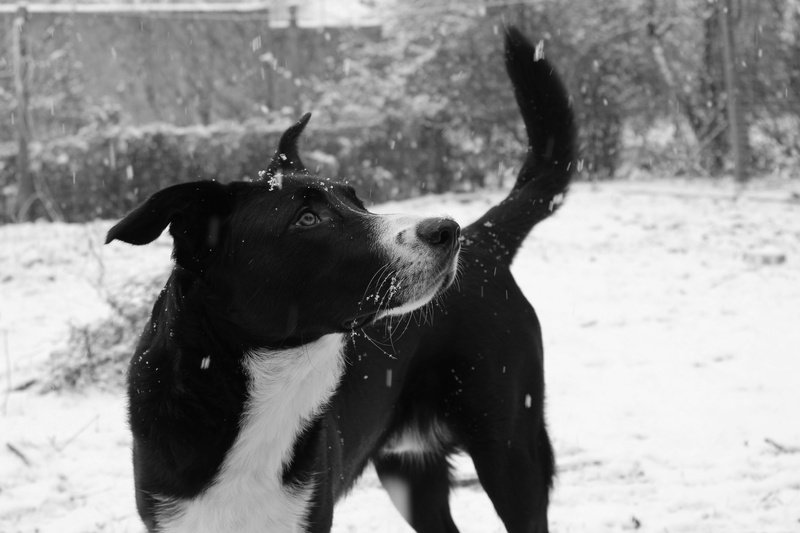 out, border collie mongrel, domestic, winter, nature, no people, focus on foreground, mammal, pets, black white, animal head, domestic animals, vertebrate