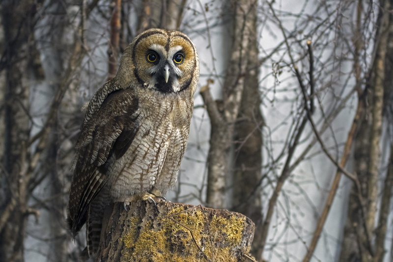 great grey owl-malaienkauz mongrel, bird, outdoors, tree, trunk, focus on foreground, owl, great grey owl hybrid, bird of prey, one animal, 5K, vertebrate
