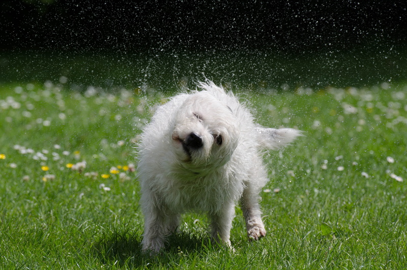 funny, animal, small dog, water, cute, vertebrate, wuschelig, no people, daytime, field, domestic, growth, drop of water, medium, pets, one animal, dog