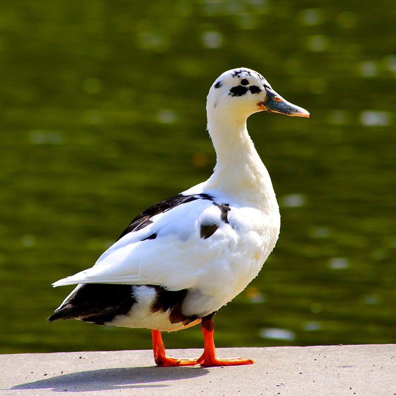 nature, animal themes, wild bird, bill, eyes, full length, vertebrate, colorful, Bill, mallard, focus on foreground, animals in the wild, duck, white, side view