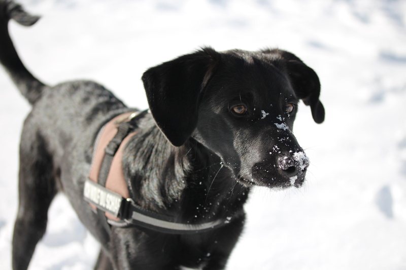 pets, vertebrate, creature, focus on foreground, labrador mongrel, mammal, canine, animal portrait, Labrador, pet, one animal, domestic, animal, Border Collie