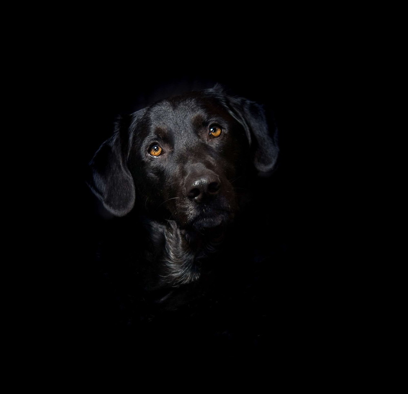 portait, animal eye, good, black background, love, portrait, indoors, pets, pride, mix, domestic, black color, studio shot, animal head, affectionate, purebred dog