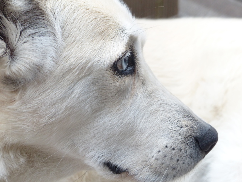 white color, animal, animal nose, husky mongrel, day, adult, hair, hybrid, close-up, husky, fur, domestic animals, close, looking, photo, white, face, short
