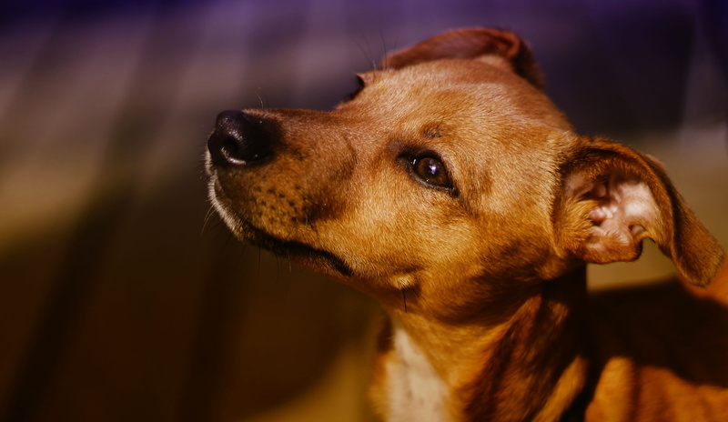 animal portrait, animal eye, dog look, attention, canine, mammal, dog, brown, vertebrate, focus on foreground, profile view, small, portrait, chihuahua - dog