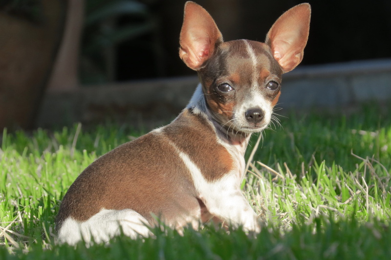 whisker, muzzle, friend, dog, pet, domestic, pets, mongrel puppy, field, portrait, animal, nature, puppy, canine, animal themes, animals, one animal, vertebrate