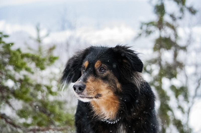 canine, 4K, dog, outdoors, mongrel, domestic, black, animal head, animal themes, animal, snowing, border collie, one animal, winter, nature, cold temperature