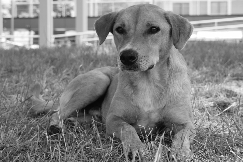 animal themes, nature, animal head, pet, grass, focus on foreground, one animal, 5K, sitting, canine, portrait, vertebrate, muzzle, relaxation, outdoors