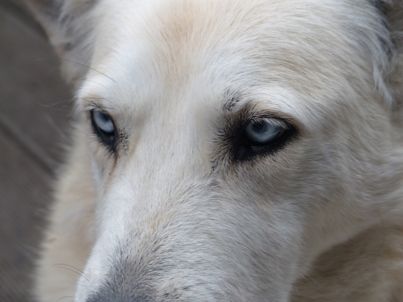 pets, face, domestic, vertebrate, sad, domestic animals, husky, hybrid, young animal, Dog, one animal, white, day, Portrait, whisker, White, animal body part