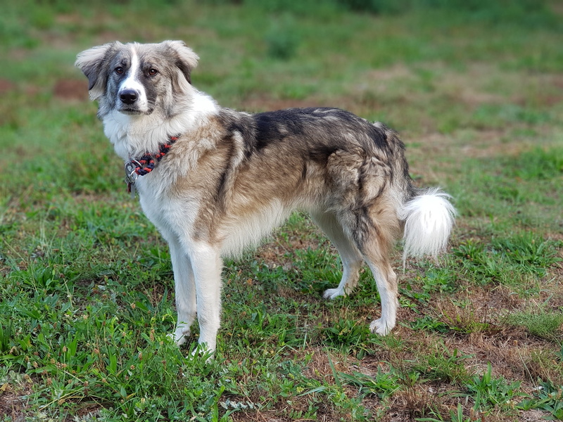 domestic, field, animal themes, animal, day, border collie mongrel, one animal, vertebrate, mammal, dog, standing, outdoors, 4K, land, pets, no people