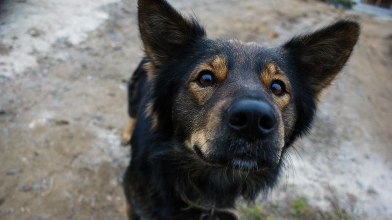 mammal, close-up, animal, pets, each, vertebrate, animals, view, animal eye, one animal, portrait, dog, 4K, high angle view, snout, focus on foreground