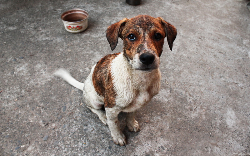 each, mongrel, look, 2K, dog