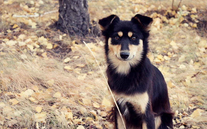 autumn, leaves, tree, look, 2K, Dog, mongrel, grass