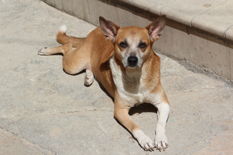 canine, animal themes, domestic, mammal, brown, high angle view, vertebrate, dog, looking at camera, footpath, one animal, portrait, street, mongrel, homeless