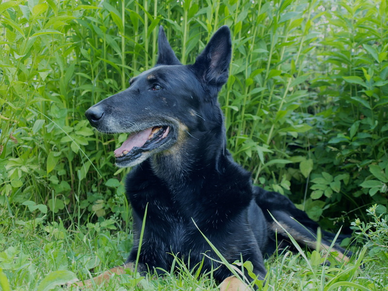 looking away, domestic animals, vertebrate, green color, animal head, nature, mammal, looking, grey, domestic, outdoors, one animal, animal, pets, animal themes