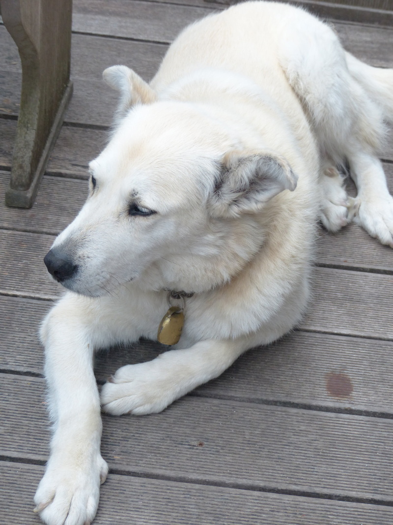 domestic animals, sleeping, white color, flooring, indoors, 4K, canine, no people, looking away, husky mongrel, dog, lying down, animal, animal themes