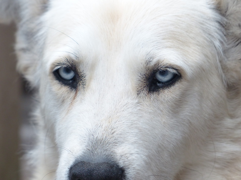 domestic, oversleeping, aqua, no people, animal hair, animal, canine, portrait, animal body part, pets, husky, mammal, sleepy, one animal, 4K, relaxation