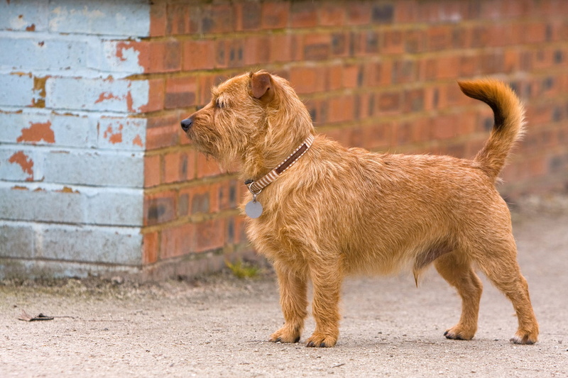 1080P, outdoors, one animal, mammal, street, domestic animals, mongrel, brown, profile view, mixed breed, pets, canine, side view, dog, photo, brick wall