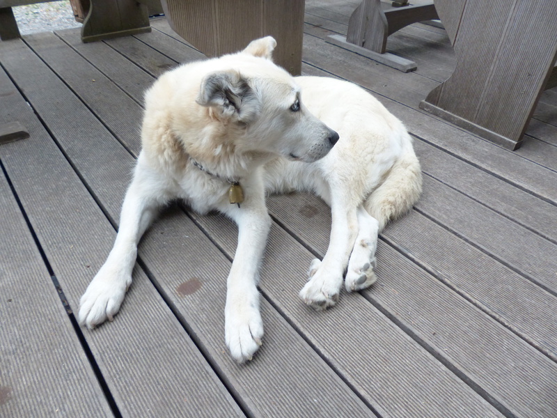 lying down, White, relaxation, dear, wood, pets, concerns, flooring, Dog, Mongrel, resting, full length, mammal, domestic, Husky, outdoors, canine, high angle view