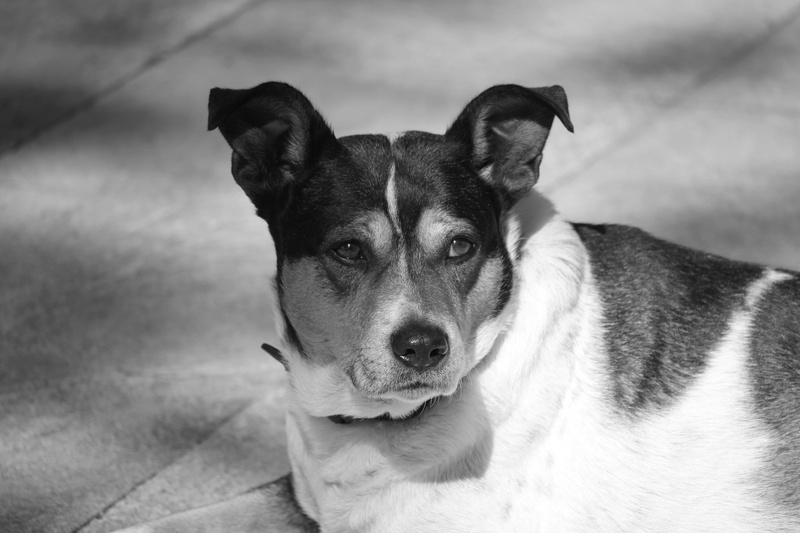 pets, stray, no people, domestic animals, canine, one animal, alert, animal body part, portrait, focus on foreground, mongrel, abandoned, 5K, looking at camera