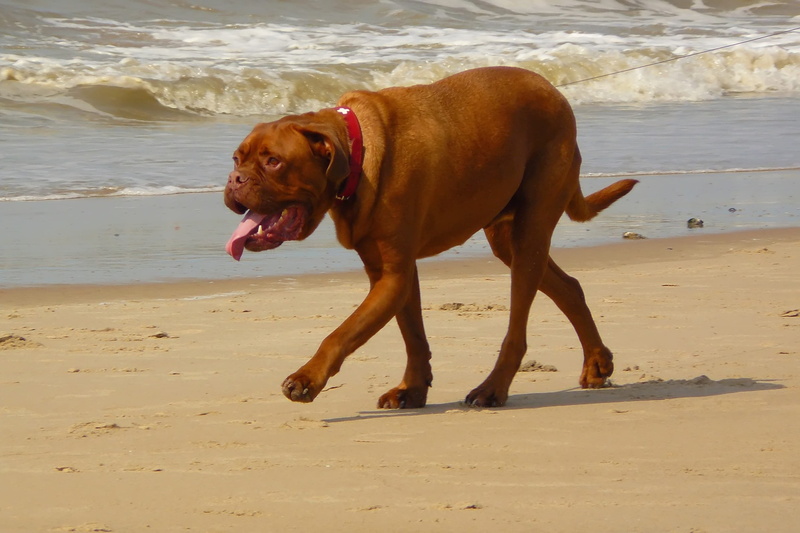 fauna, windy, necklace, shore, good, walk, pant, french, sand, sea, animal world, dog, land, dogs, wind, boxer mongrel, motion, mammal, coast, vertebrate