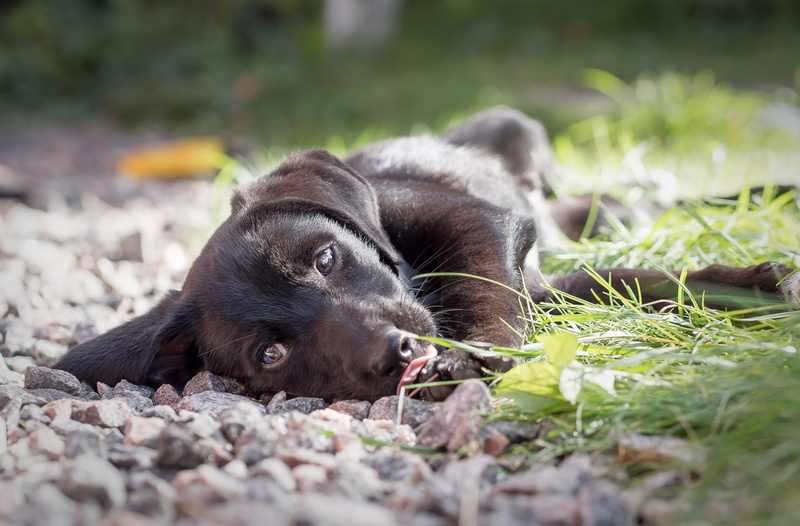 relaxation, no people, Puppy, canine, black, domestic, vertebrate, close-up, animal themes, animal head, land, language, grass, Dog, labrador, 4K, outdoors
