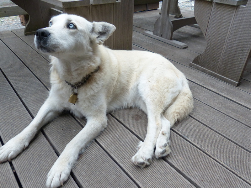 high angle view, looking away, dog, no people, one animal, relaxation, animal themes, mammal, white, husky, domestic, expectant, wood, domestic animals