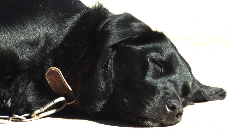 lying down, mammal, black, labrador mongrel, animal head, one animal, domestic, pets, canine, relaxation, no people, sleeping, close-up, 2K, animal, dog