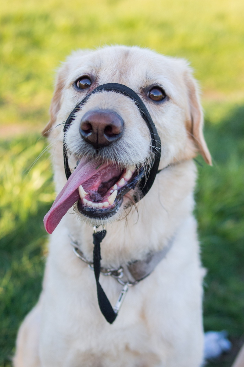 animal body part, day, calm, labrador, muzzle, portrait, dog, animal, domestic animals, happy, no people, weimaraner, mouth open, looking at camera, 2K