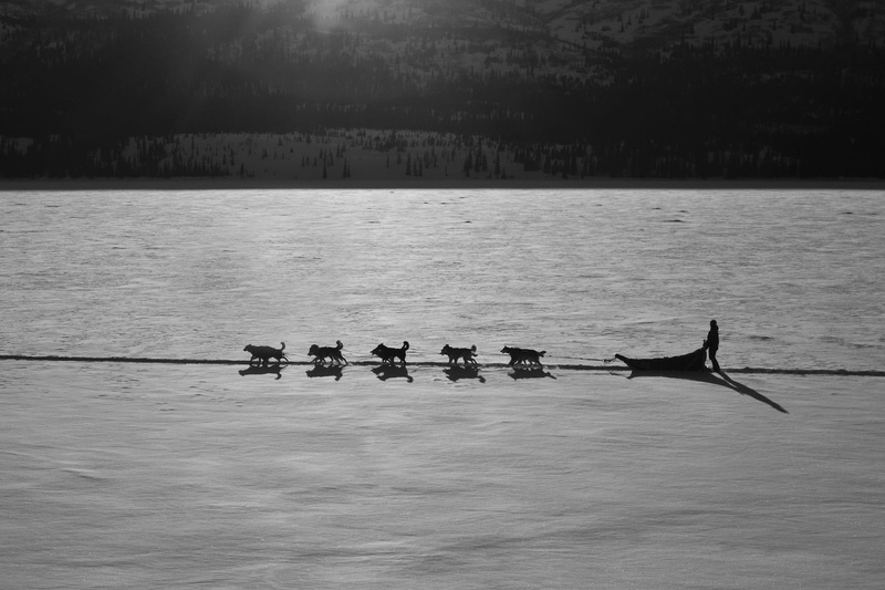 photo, person, outdoors, lake, sculling, forest, sled, water, white, vertebrate, group of animals, animal, wolves, sea, transportation, waterfront, group of people