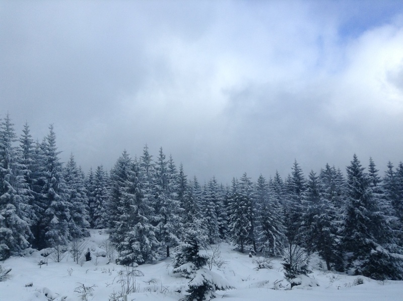 covering, snow, tranquility, holidays, coniferous tree, tree, plant, wonderland, cloud - sky, day, mountains, no people, beautiful, holiday, wlad, wintry