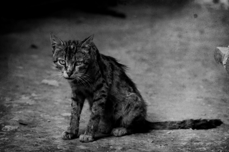 shabby, 2K, cat, hobo, sad