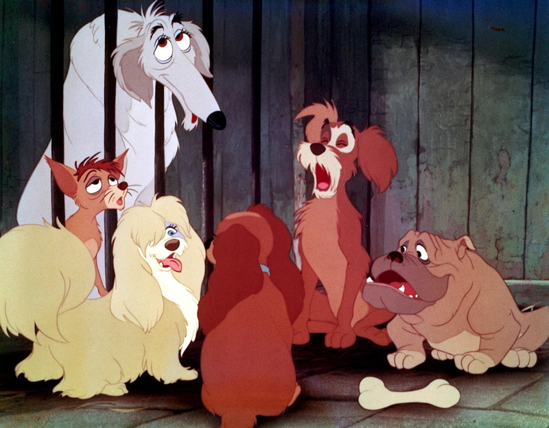 disney, tramp, 1080P, lady