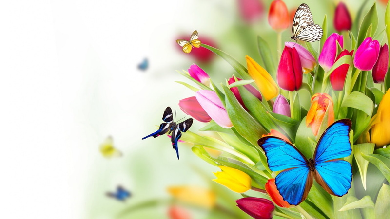 720P, 1366x768, flowers, butterfly
