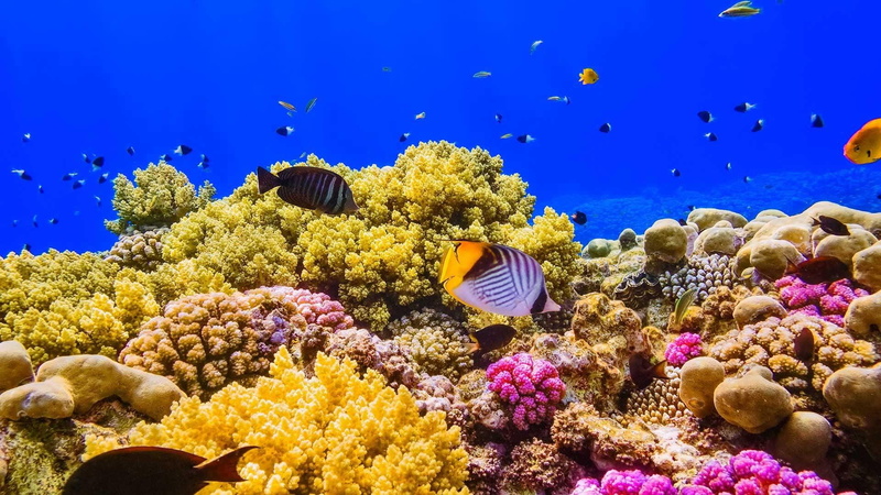 shells, corals, nature, 1080P, sand, sea, fish, water, under the sea