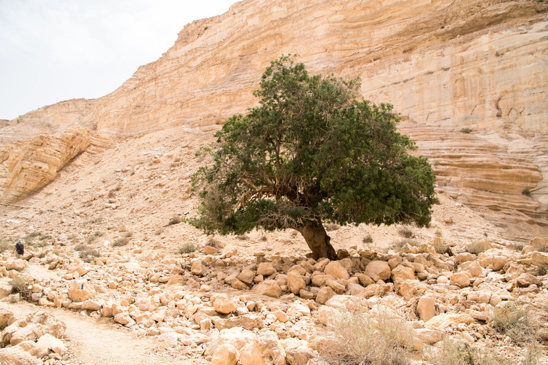 rock formation, beauty in nature, land, growth, desert, 5K, solid, israel, rock - object, geology, scenics - nature, formation, day, outdoors, plant, tranquility