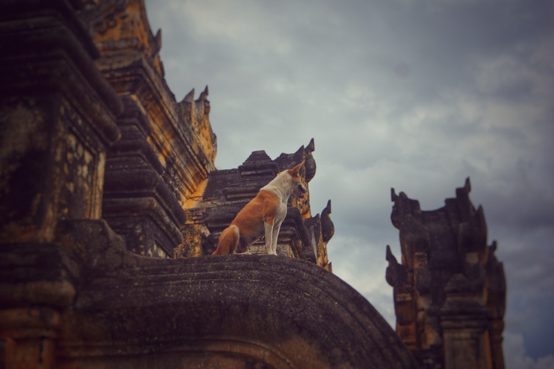 representation, sculpture, low angle view, animal, ancient civilization, spirituality, basenji, travel destinations, ancient, temple, built structure, the past
