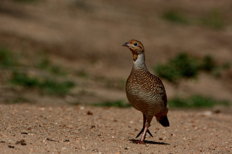 nature, profile view, selective focus, close-up, outdoors, day, animal, full length, vertebrate, one animal, focus on foreground, animals in the wild, animal wildlife