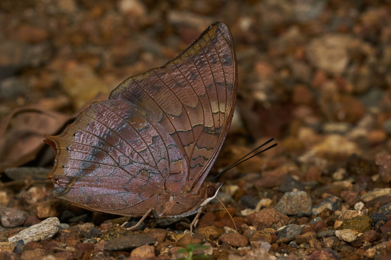 Plain Tawny Rajah, Butterfly, 1080P, Animal