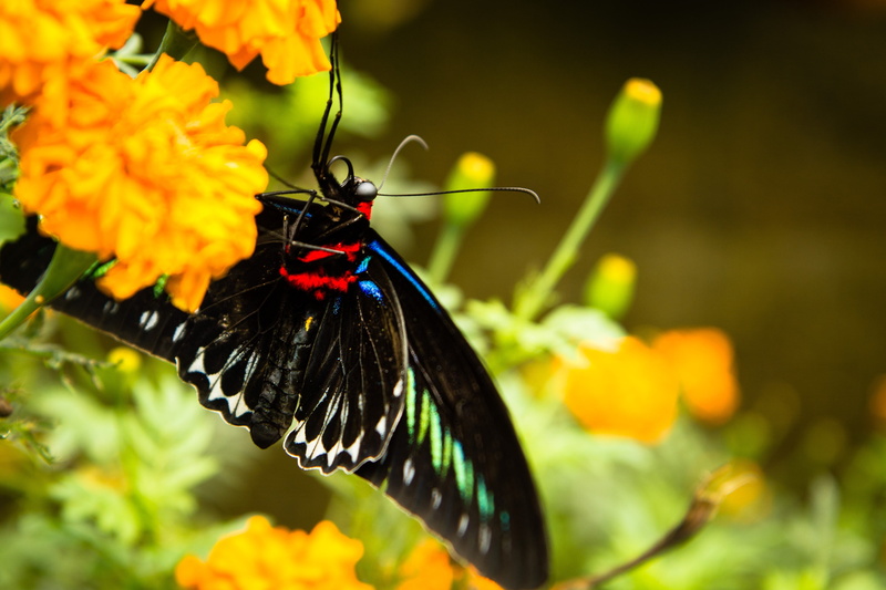 one animal, insect, animal wing, flower, vulnerability, trogonoptera brookiana, petal, butterfly - insect, black, green, close-up, red, fragility, animals in the wild