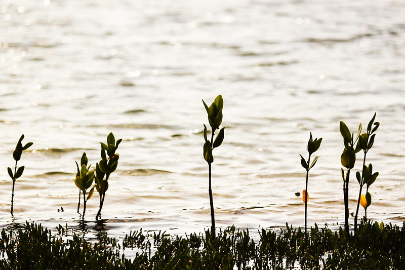day, freshness, leaf, belas, close-up, fragility, outdoors, growth, no people, beauty in nature, flowering plant, nature, flower, water, beach, lake, sun