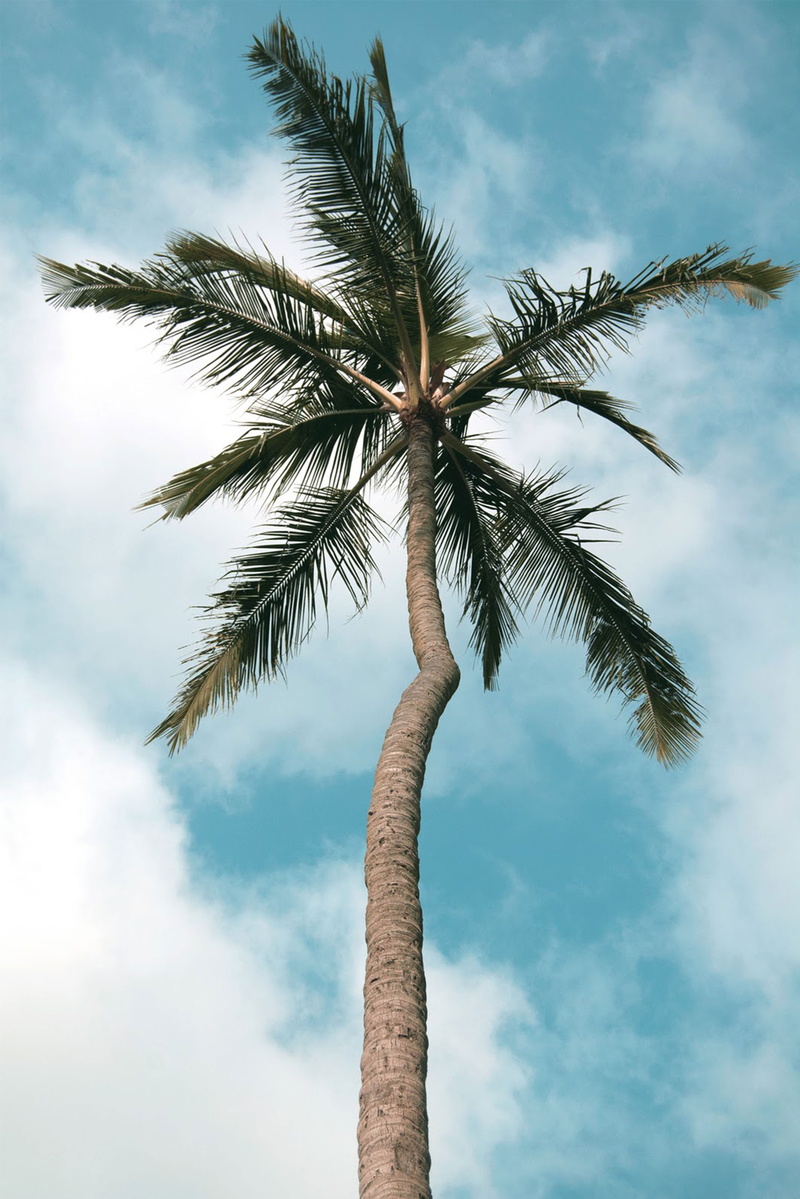 outdoors, bird, green, tranquility, plant, day, tropical climate, ilha bela, low angle view, angle, animal, abies, rock, tropical, beauty in nature, 5K