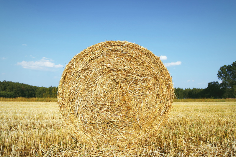 tranquil scene, gold, farm, bale, 4K, nature, dry, land, bela, beli, tranquility, rolled up, cereals, agriculture, beauty in nature, no people, summer