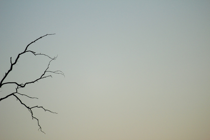 vulture, 5K, highlands wilderness, bird, transportation, south africa, weather, outdoors, low angle view, bee eater, plant, tree, animal, bare tree, tranquil scene