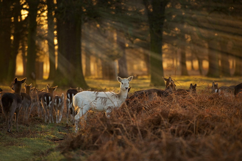 1080P, white, forest, baby, sunrise, deer, sunset, faun