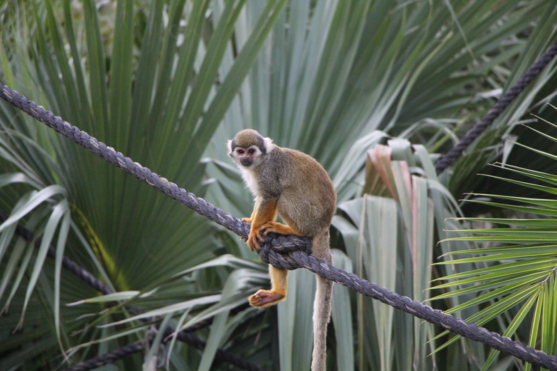 saïmiri, la faune, primate, day, mammifères, outdoors, mammal, plant part, vertebrate, singe, growth, tree, animal themes, des animaux, nature, branch