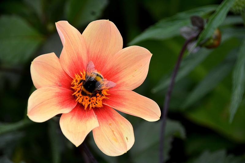 ptales, pollination, inflorescence, no people, animal wildlife, close-up, flore, insect, flower, animal, vulnerability, invertebrate, petal, growth, butinage