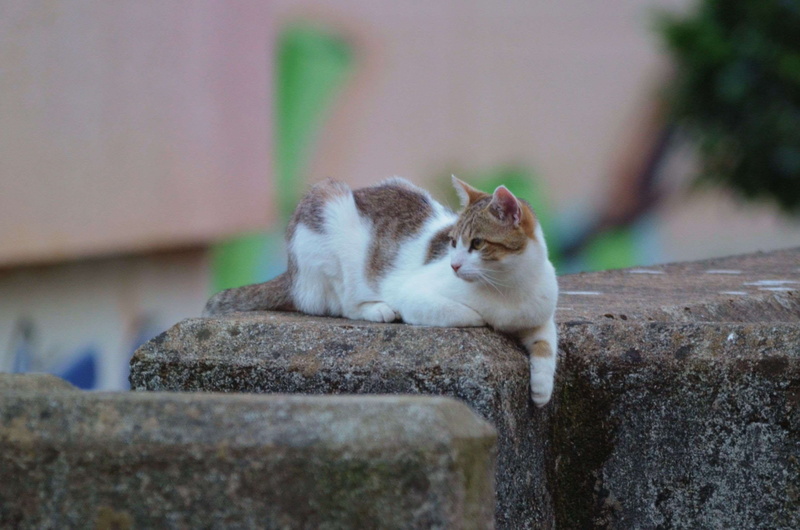 relaxation, eyes closed, mammal, cat, regard de chat, vertebrate, selective focus, pets, whisker, chat, no people, animalier, feline, domestic cat, domestic