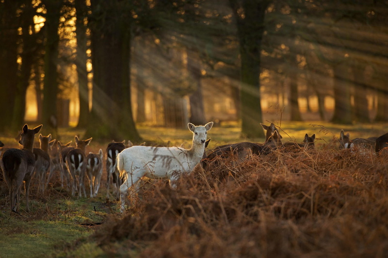 tree, domestic animals, group of animals, animal themes, forest, animal, no people, outdoors, woodland, animals in the wild, selective focus, herd, deer