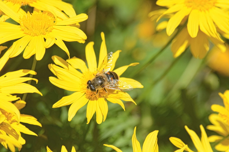 animal wildlife, fragility, vulnerability, 4K, petal, close-up, abeille, flowering plant, yellow, animals in the wild, fleurs, pollination, growth, bee